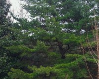 pinus glabra 3.jpg